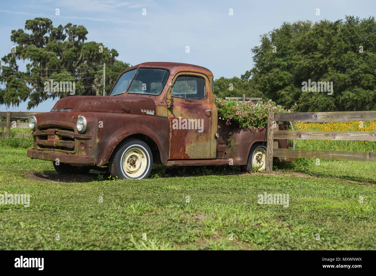 Old dodge pickup truck hi-res stock photography and images - Alamy, حجم الصورة 1300x957