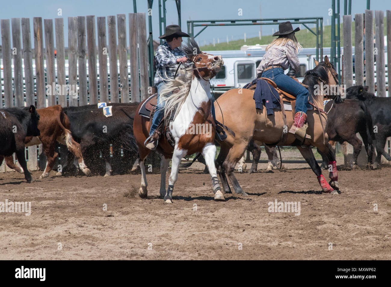 Alberta team penning