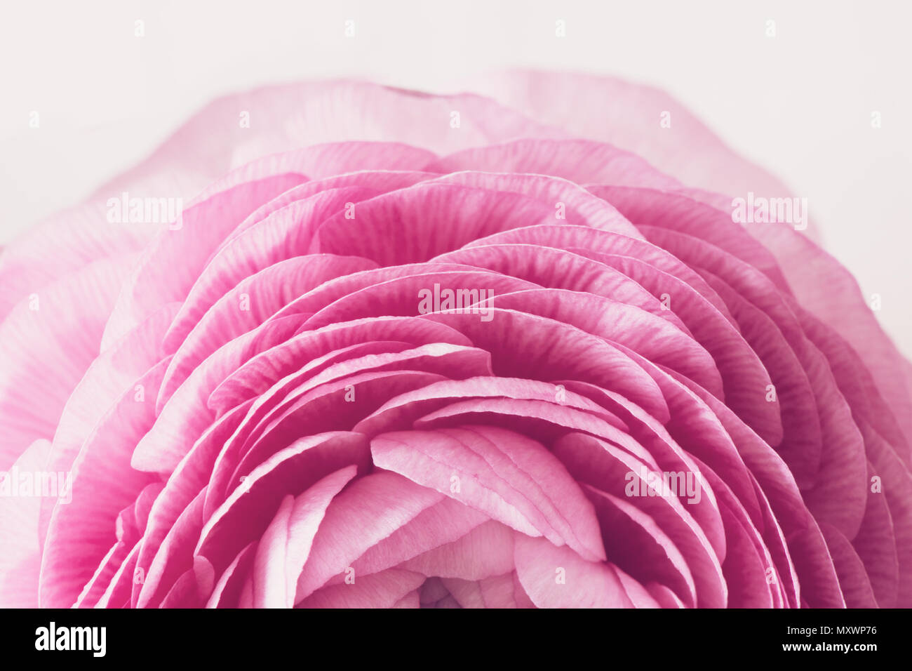 Macro photo of pink flower petals, ranunculus buttercup Stock Photo