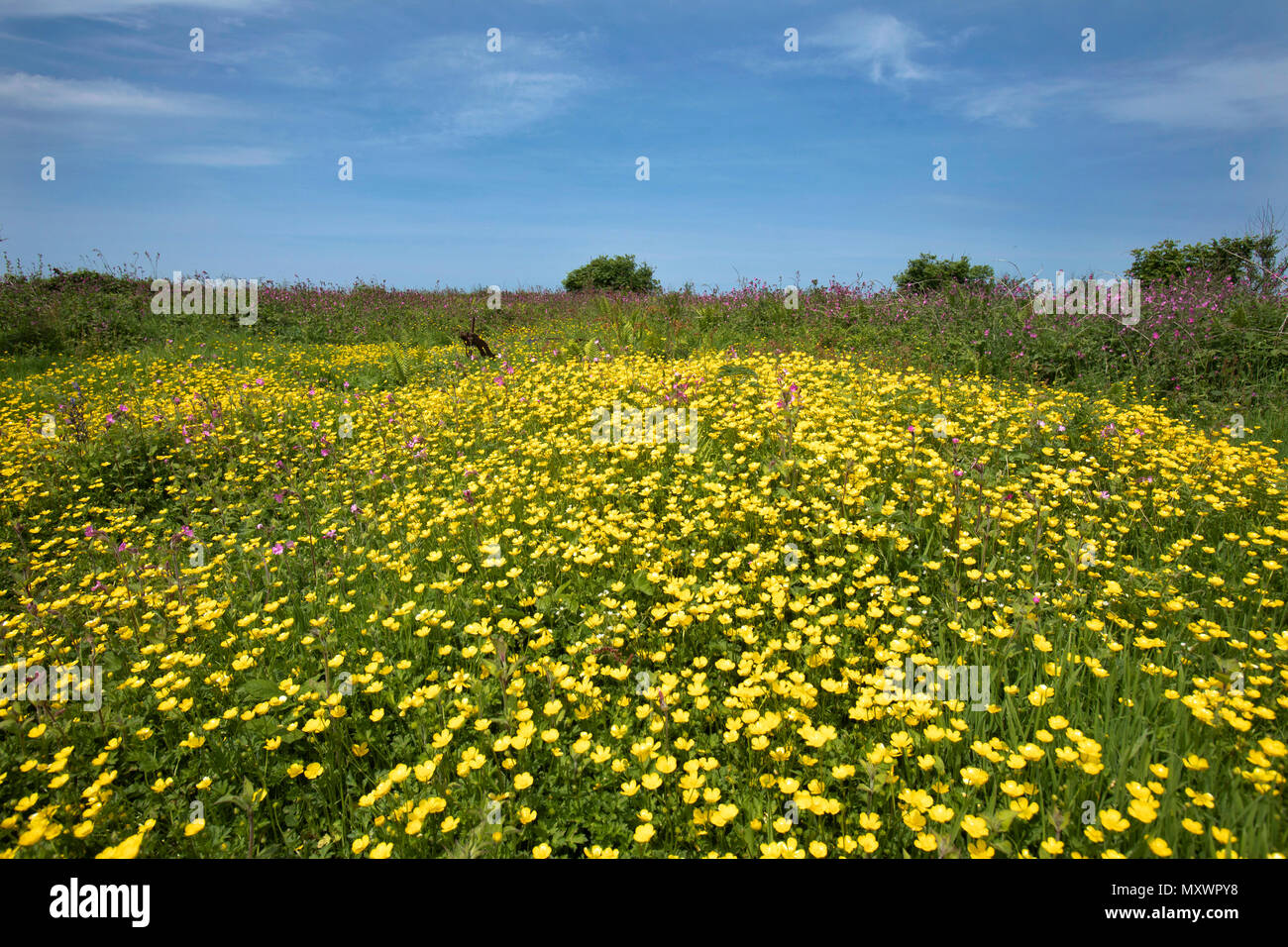 Poisonous to cows and other livestock hires stock photography and
