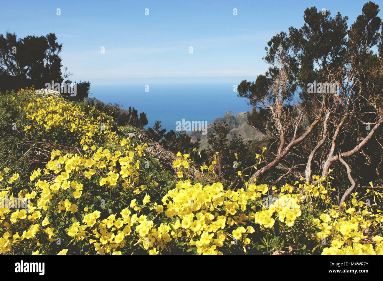A heavenly view over various flowers and the ocean on Tenerife, Spain Stock Photo