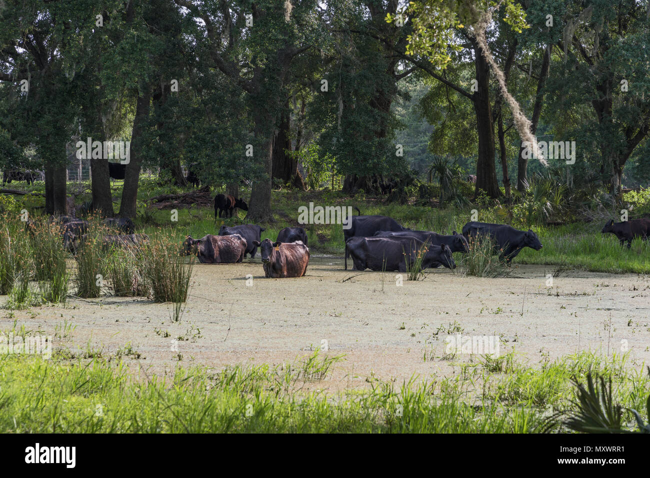 Cattle Cows drinking water from small pond Stock Photo Alamy