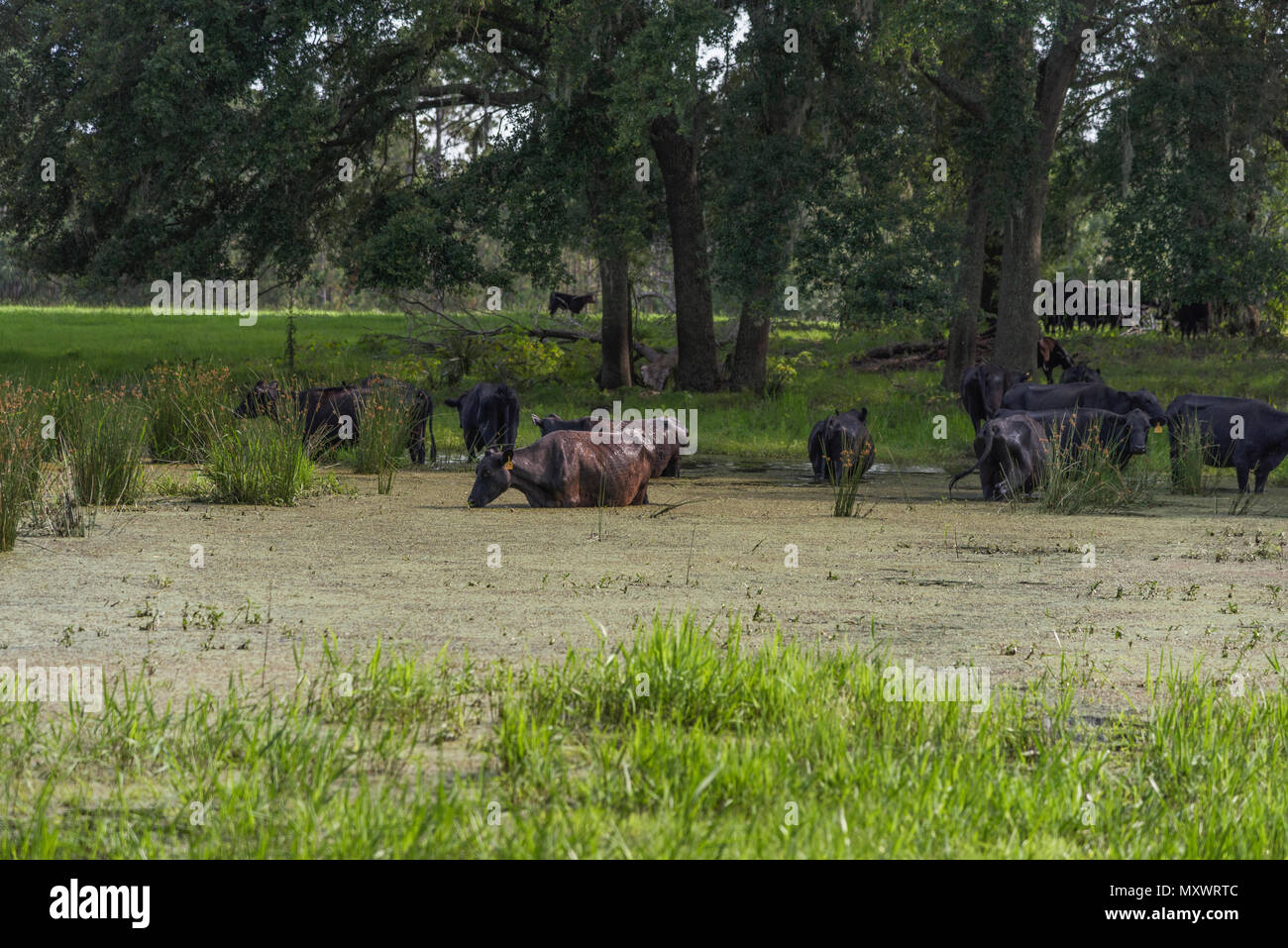Cattle Cows drinking water from small pond Stock Photo Alamy