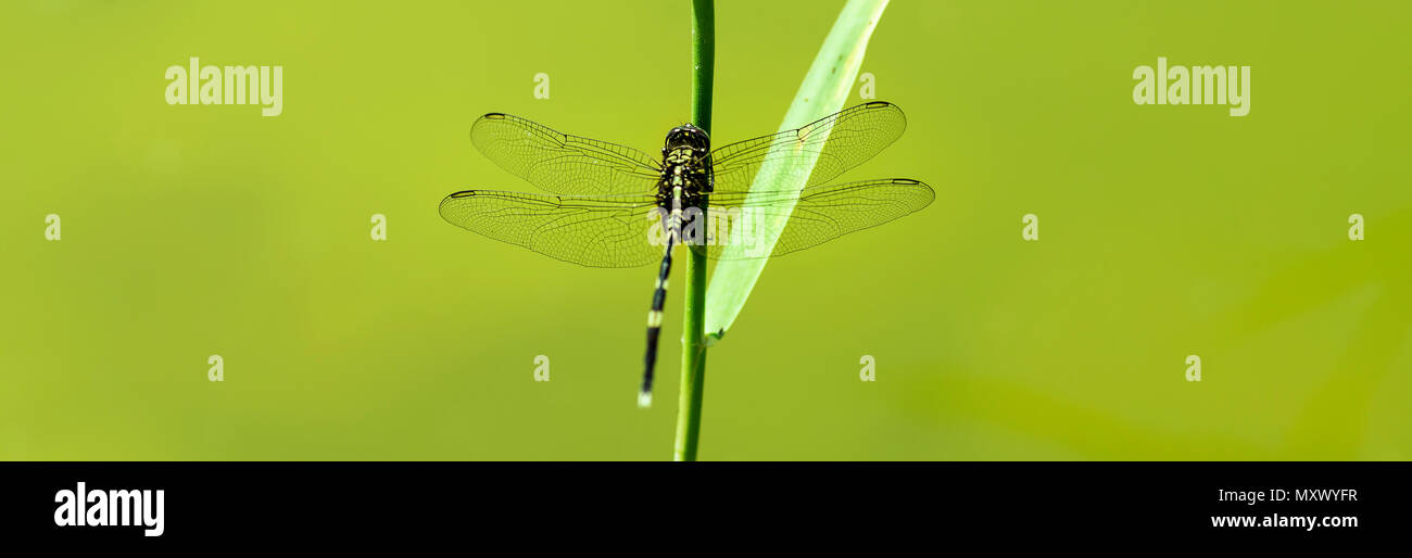Dragonfly up close hi-res stock photography and images - Alamy
