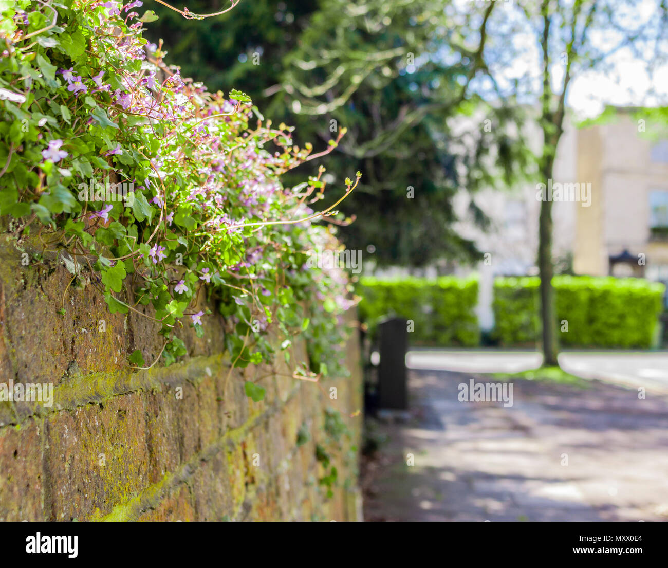 Street scene in a regency town in the UK. Image showing buildings, walls, shops, plants. Urban image. Stock Photo