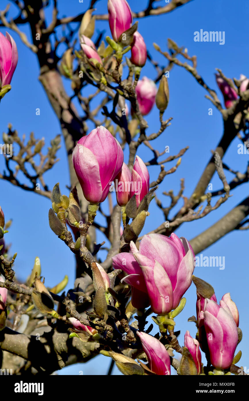 Flowers and buds of the Magnolia Stock Photo - Alamy