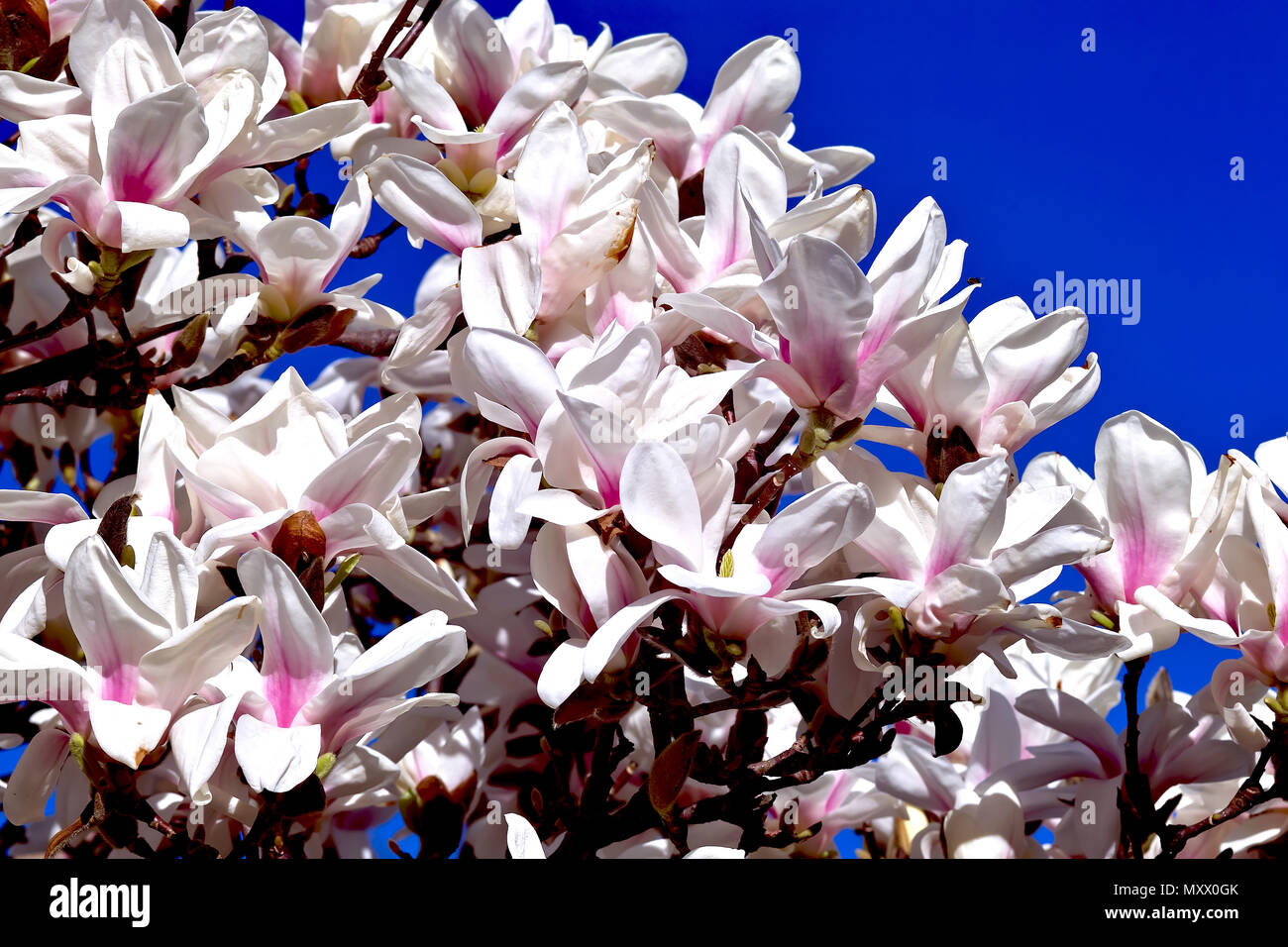 Magnolia (Magnolia), Magnoliaceae, buds and flowers in spring Stock