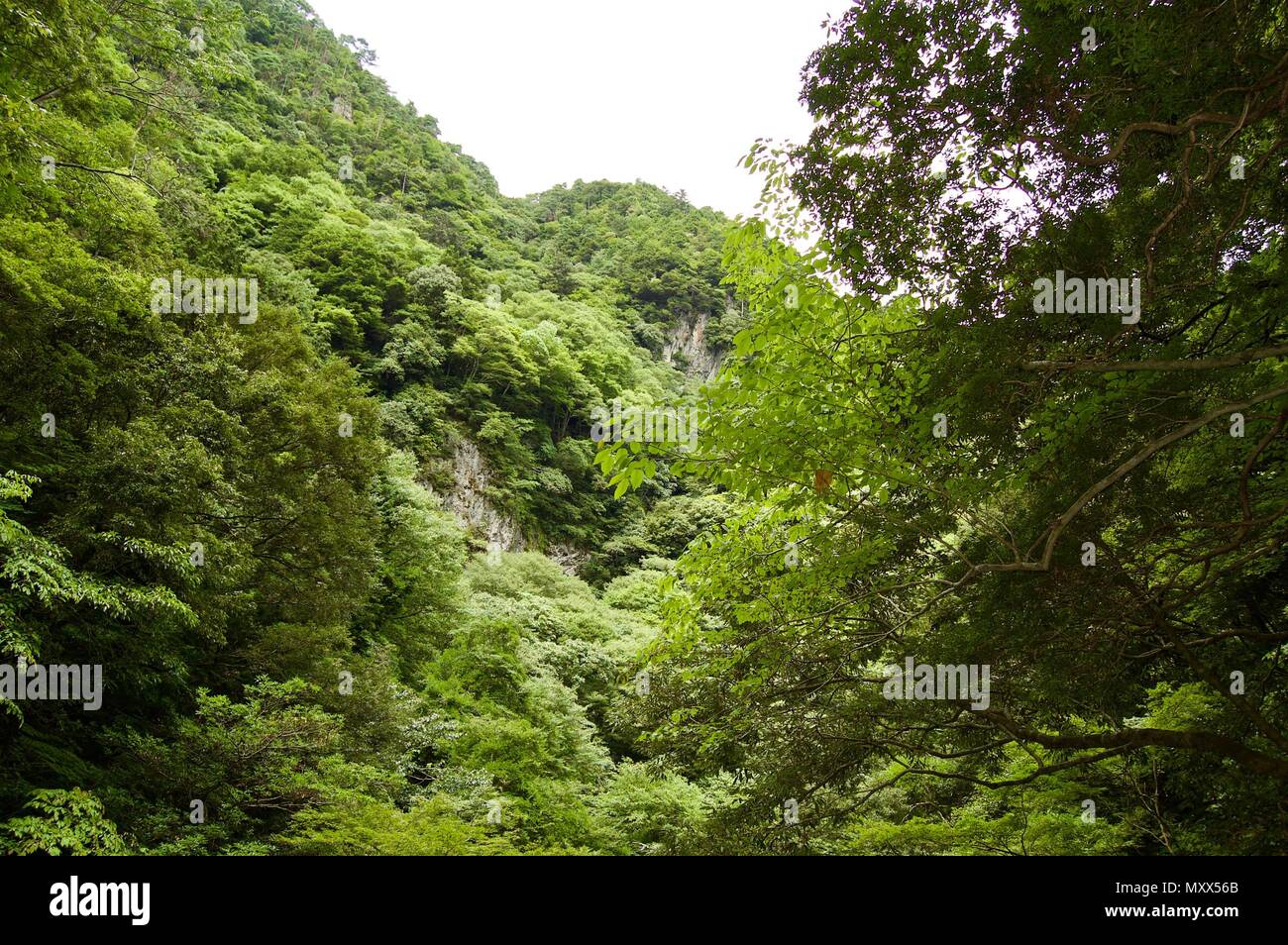 Akame 48 Waterfalls: Valley view of a mysterious scenery with giant trees & huge moss covered rock formations, untouched nature & lush vegetation Stock Photo