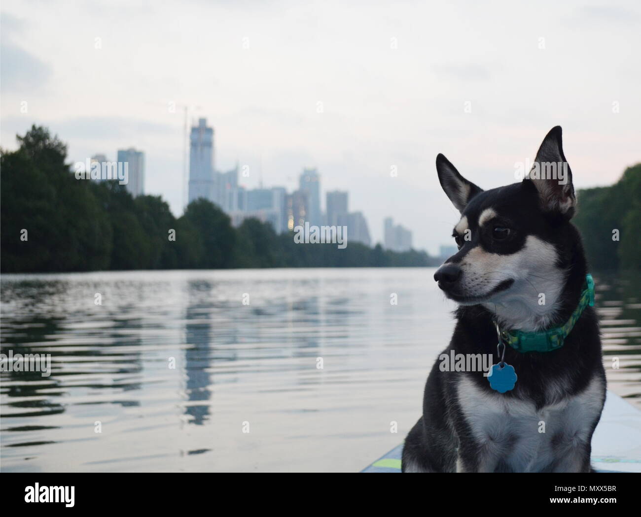 Enjoying the Austin skyline on a morning paddle board trip with a dog on Lady bird Lake, Austin, TX. Stock Photo