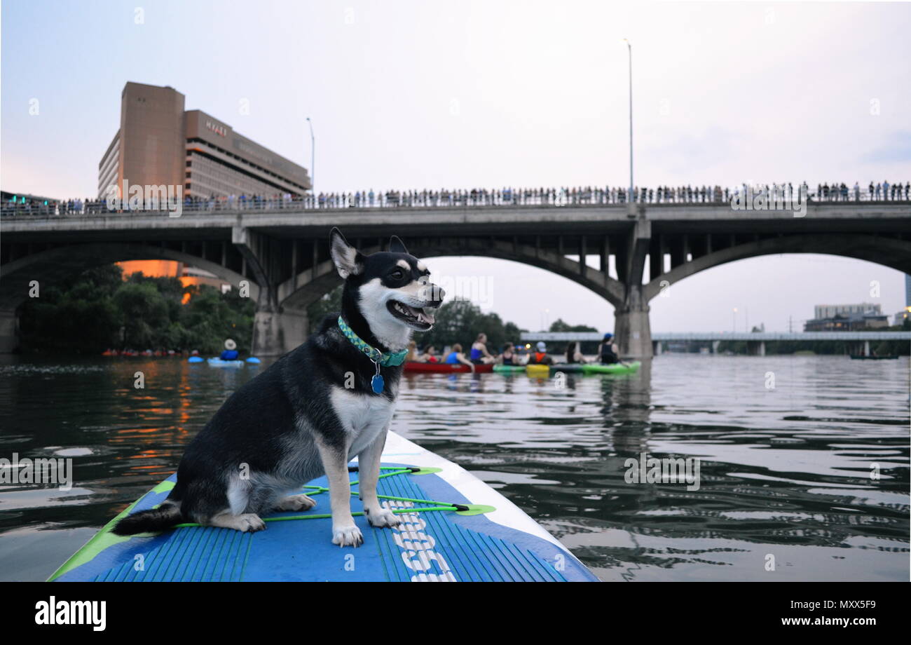 Waiting for the Congress Ave bats to emerge from their roost while on a paddle board with a dog in Austin, Texas. Stock Photo