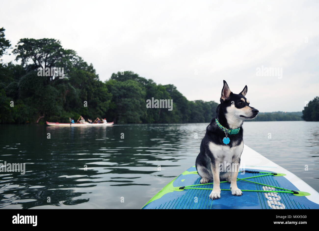 Watching an outrigger canoe while on a paddle board with a dog in Austin, Texas. Stock Photo