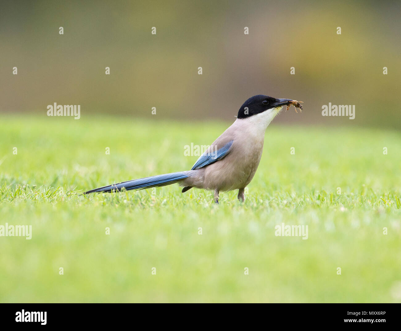 Azure-winged Magpie, Cyanopica cyanus, with insect, Portugal, Stock Photo