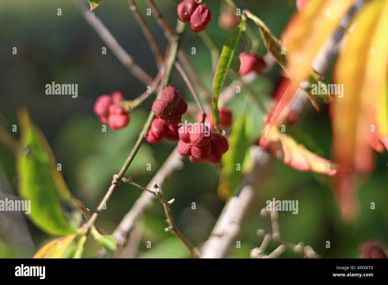 Spindle bush berry hires stock photography and images Alamy