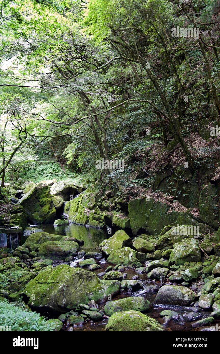 Akame 48 Waterfalls: Mysterious scenery with giant trees & huge moss covered rock formations, untouched nature, lush green vegetation, cascading water Stock Photo