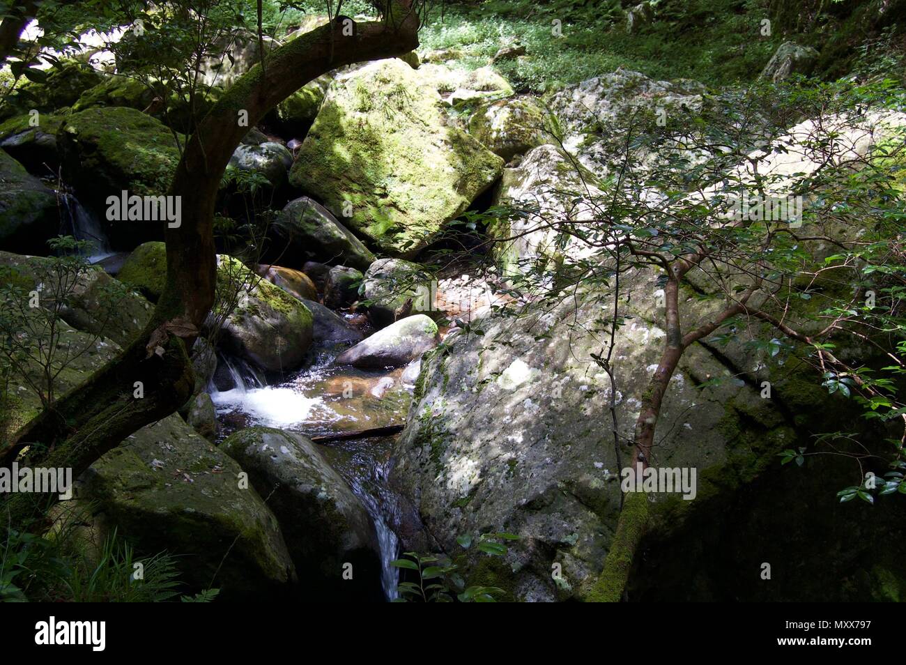 Akame 48 Waterfalls: Mysterious scenery with giant trees & huge moss covered rock formations, untouched nature, lush green vegetation, cascading water Stock Photo