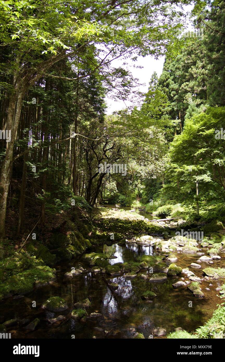 Akame 48 Waterfalls: Mysterious scenery with giant trees & huge moss covered rock formations, untouched nature, lush green vegetation, cascading water Stock Photo