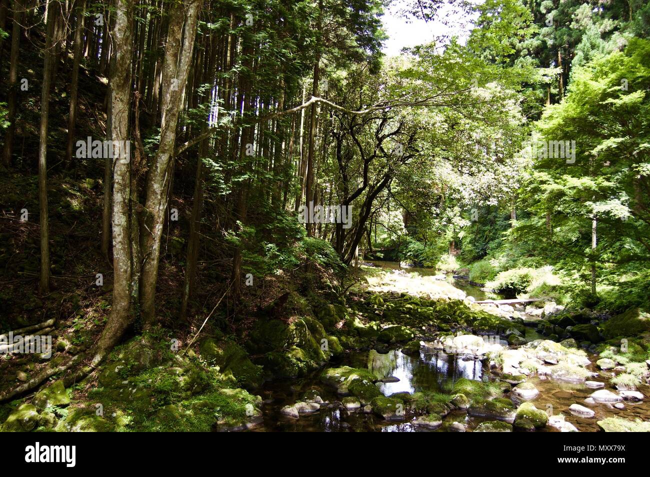 Akame 48 Waterfalls: Mysterious scenery with giant trees & huge moss covered rock formations, untouched nature, lush green vegetation, cascading water Stock Photo