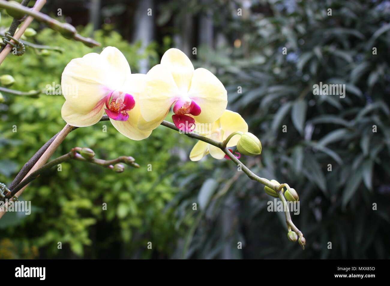 Pretty pink and yellow flowering Moth Orchids (Phalaenopsis cultivars) on a backdrop of lush green foliage. Stock Photo
