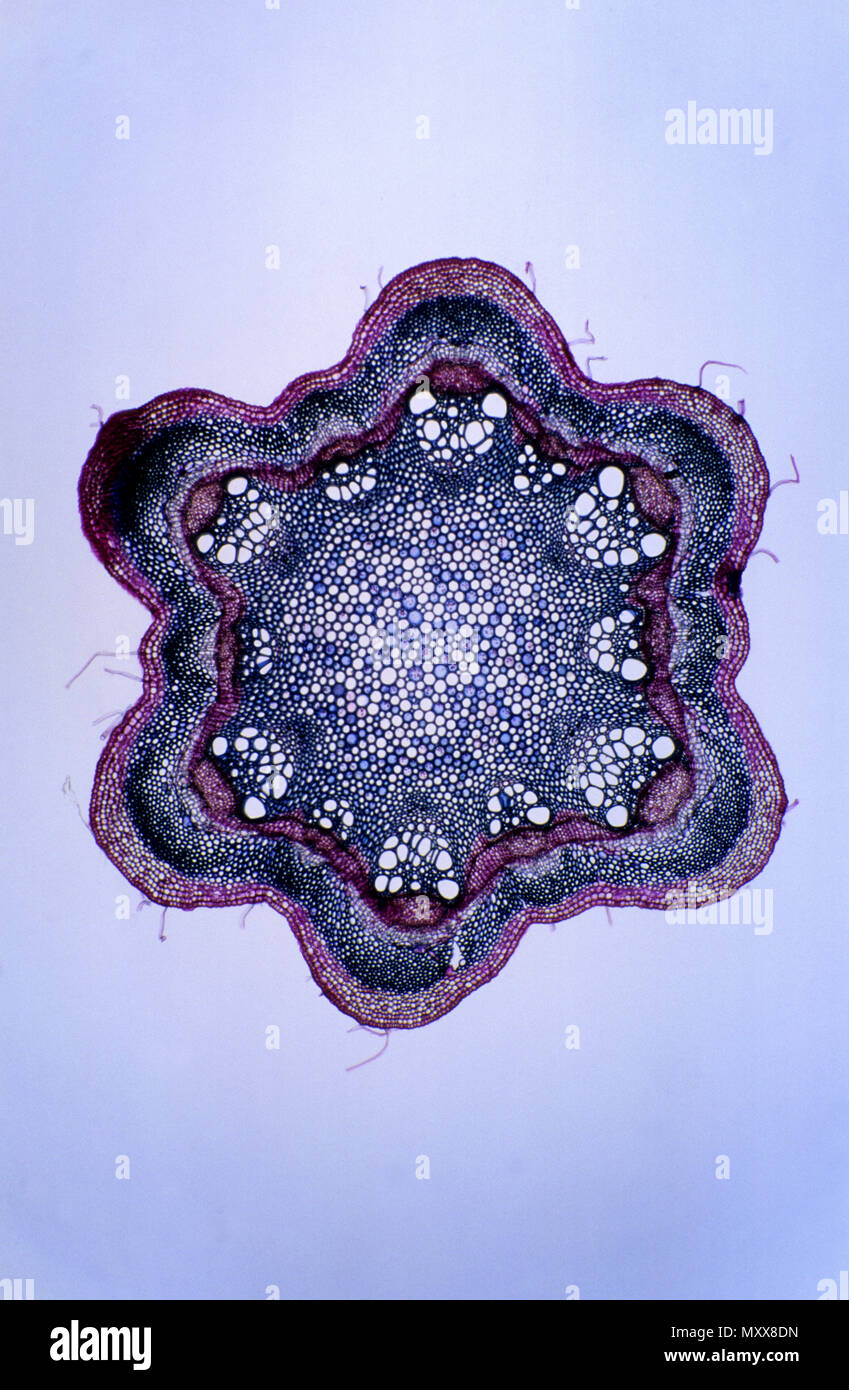 sclerenchyma tissue under microscope