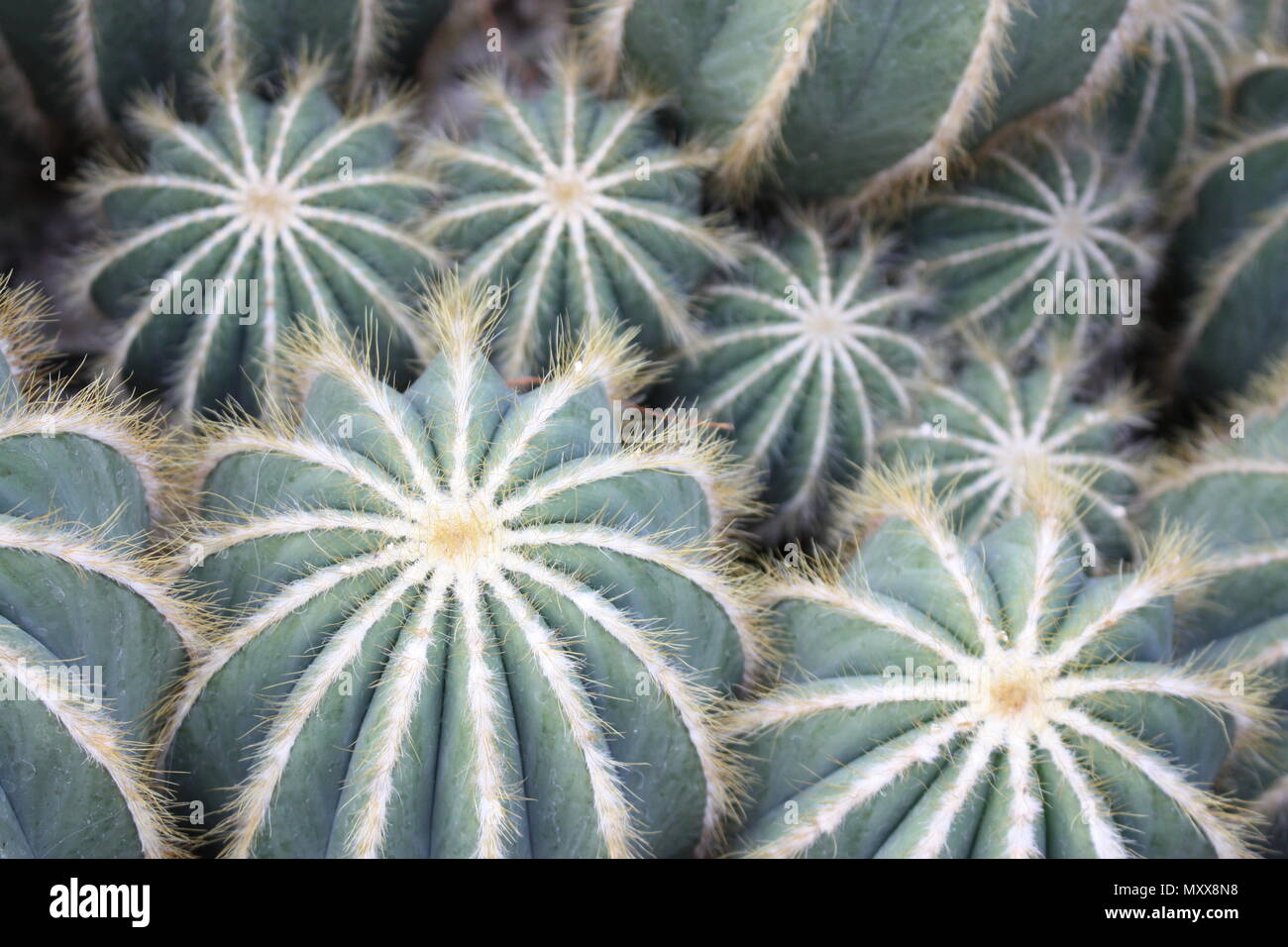 Top-down view of beautiful pale green Balloon Cacti (Notocactus magnificus) with light yellow-white spines. Stock Photo