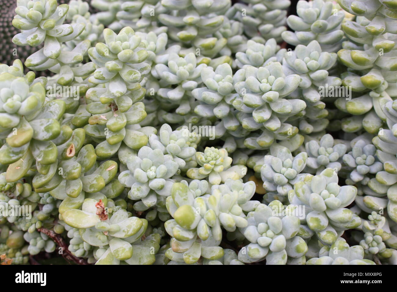 Unusual bulbous foliage of Moonstones succlent (pachyphytum oviferum), a member of the stonecrop family and popular foliage house plant. Stock Photo