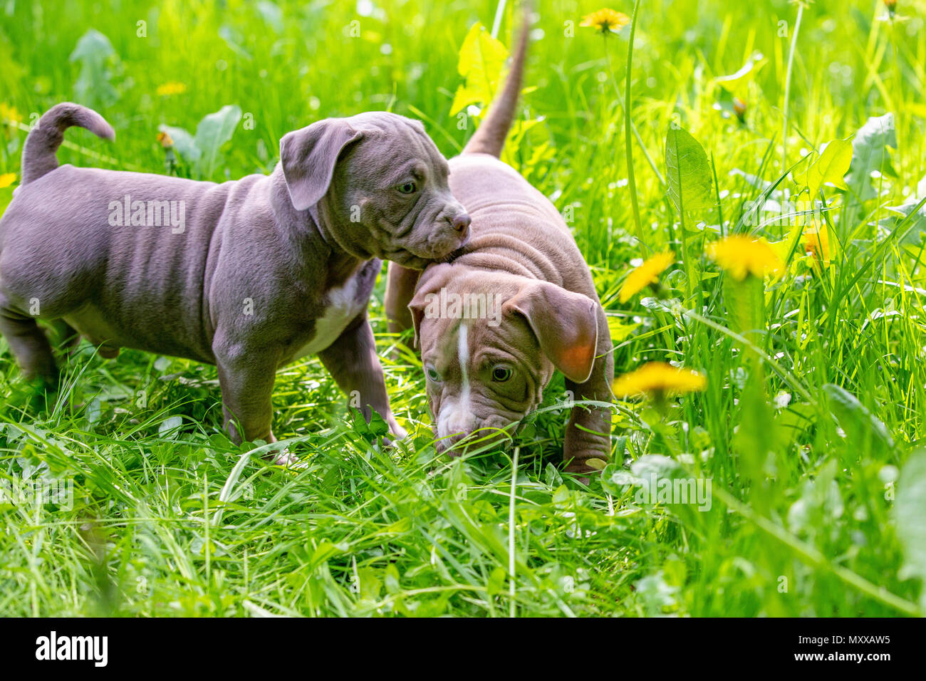 Cute little dogs sitting among yellow flowers in green grass in the ...