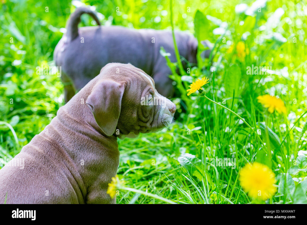 Cute little dogs sitting among yellow flowers in green grass in the ...