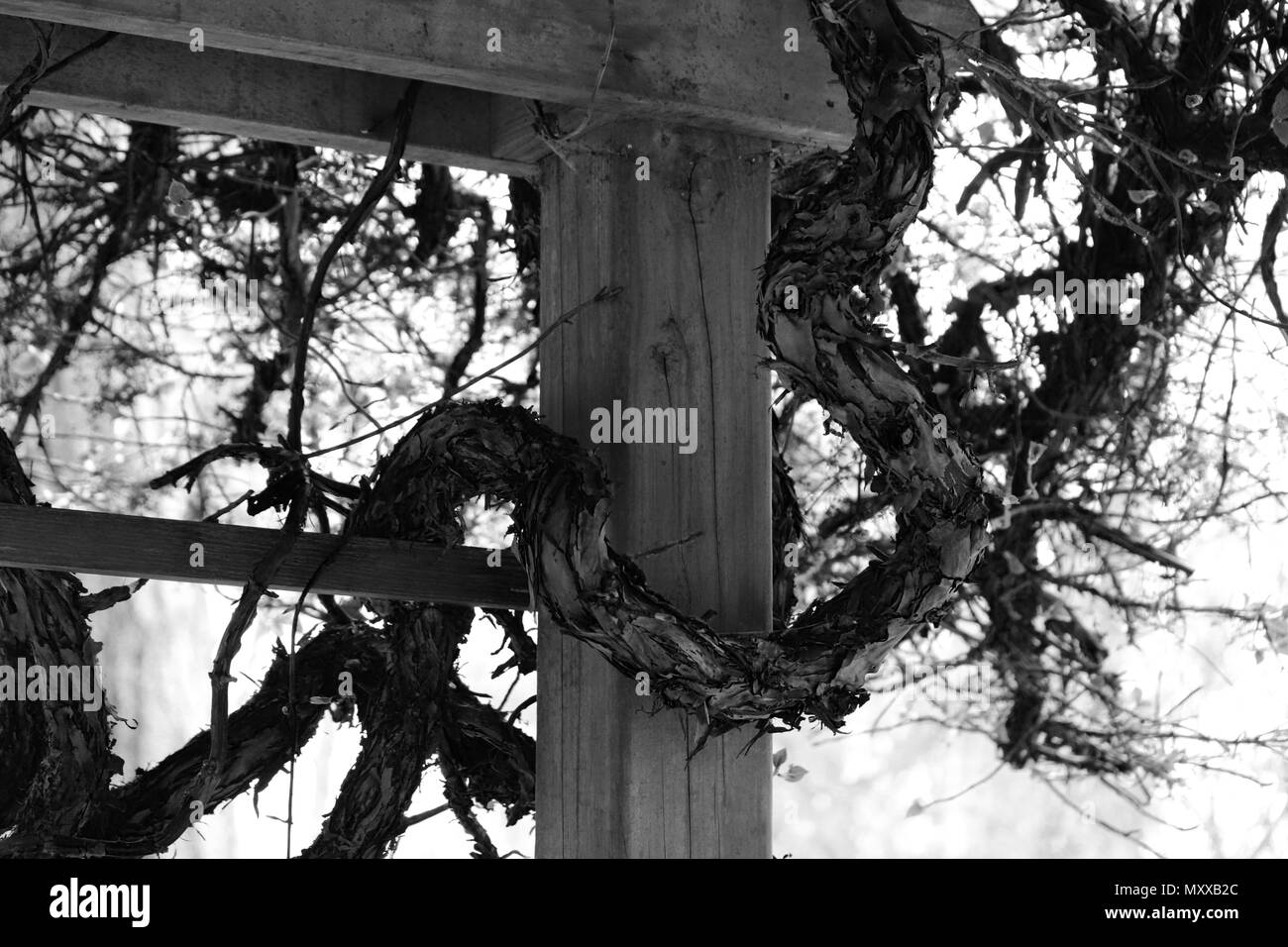 Black and white roots Stock Photo