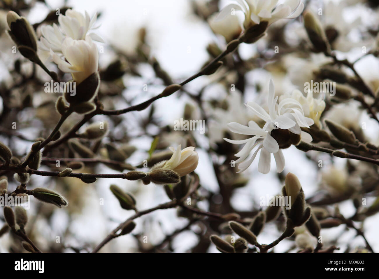 Spring annual tree hires stock photography and images Alamy