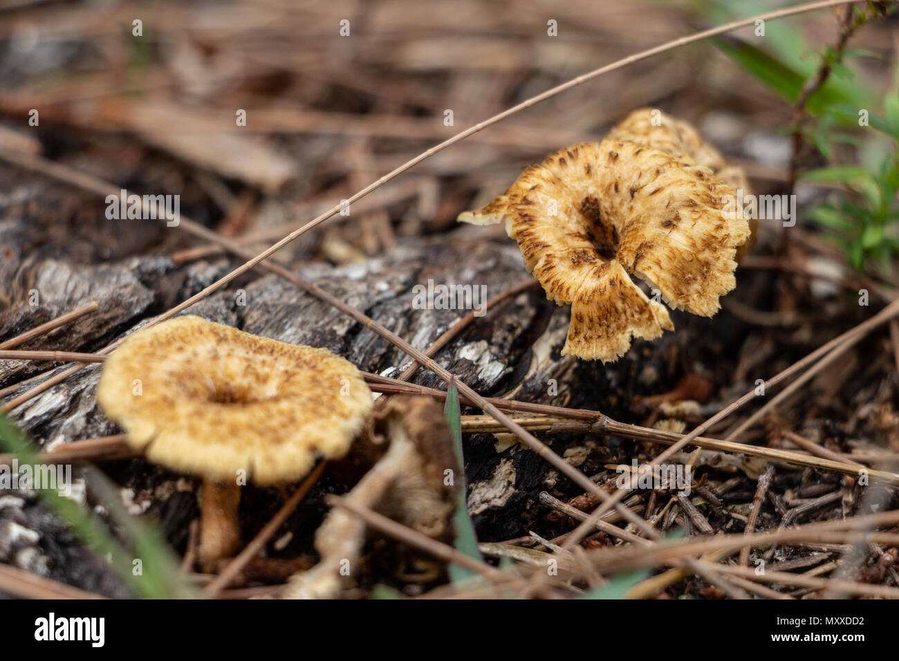 Florida mushroom hires stock photography and images Alamy