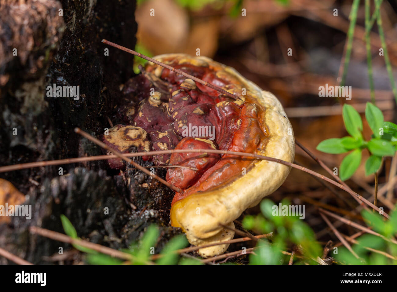 Red fungus growing from dead tree stump - Wolf Lake Park, Davie, Florida, USA Stock Photo
