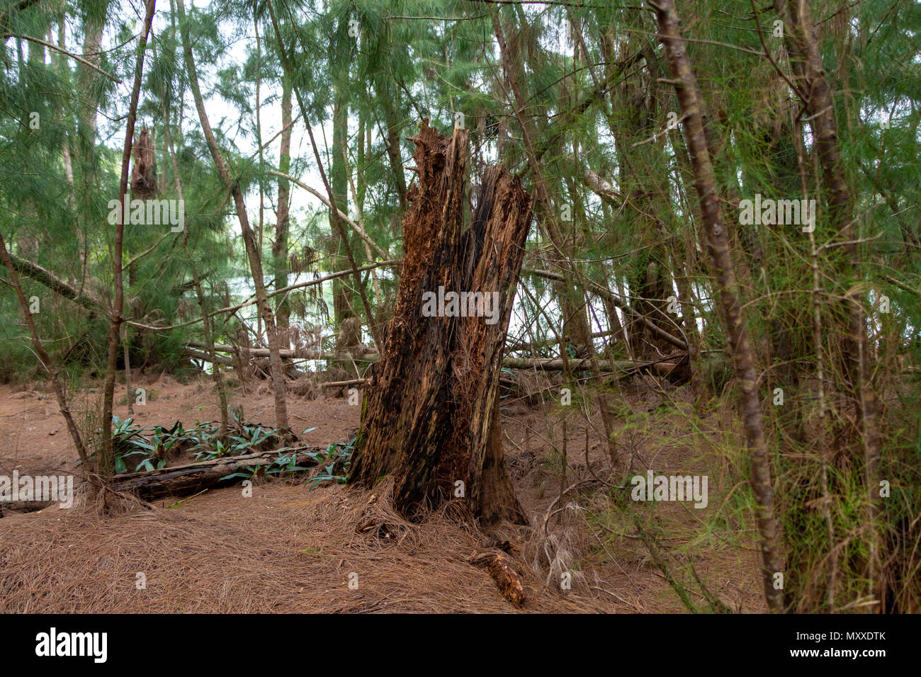 Dead rotting tree stump with holes - Wolf Lake Park, Davie, Florida, USA Stock Photo