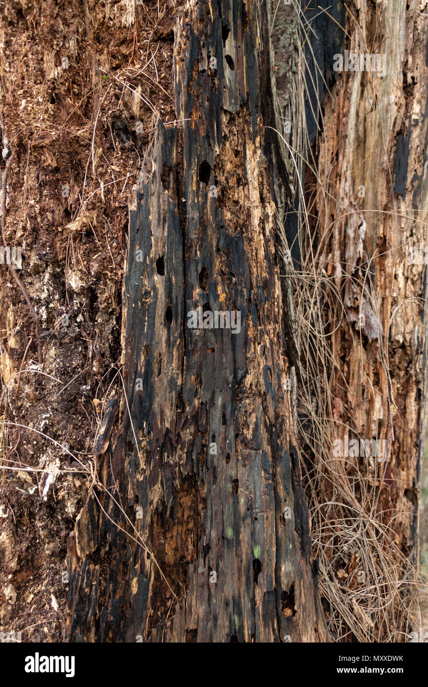 Dead tree wood with holes, charred, texture - Wolf Lake Park, Davie, Florida, USA Stock Photo