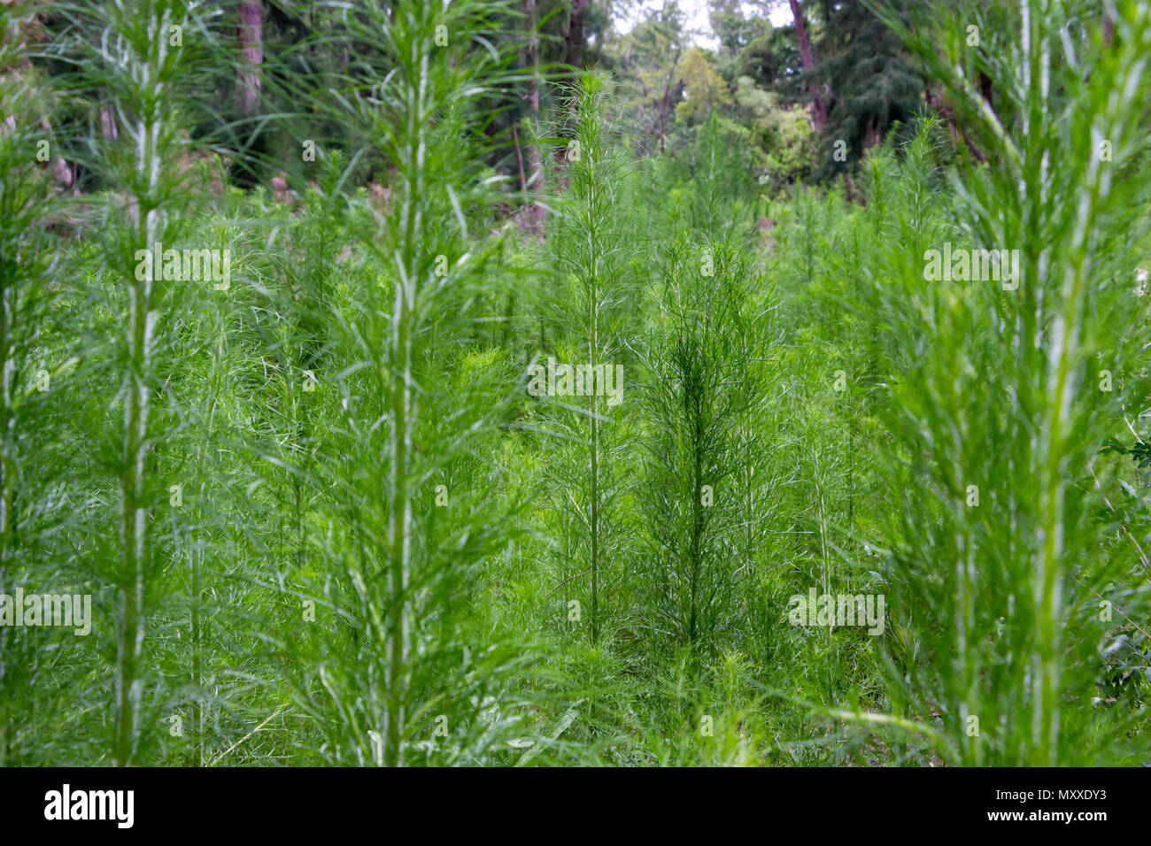 Forest of green growth, weeds - Wolf Lake Park, Davie, Florida, USA Stock Photo