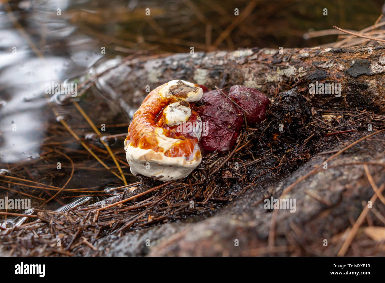 Fungi roots root fungus hires stock photography and images Alamy