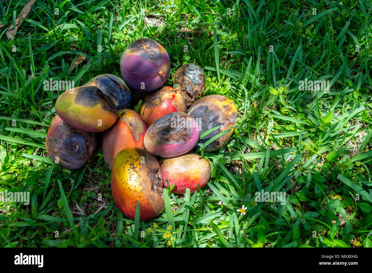 Three Pieces Rotten Mangos Close Up On A White Background Stock Photo,  Picture and Royalty Free Image. Image 126858260.