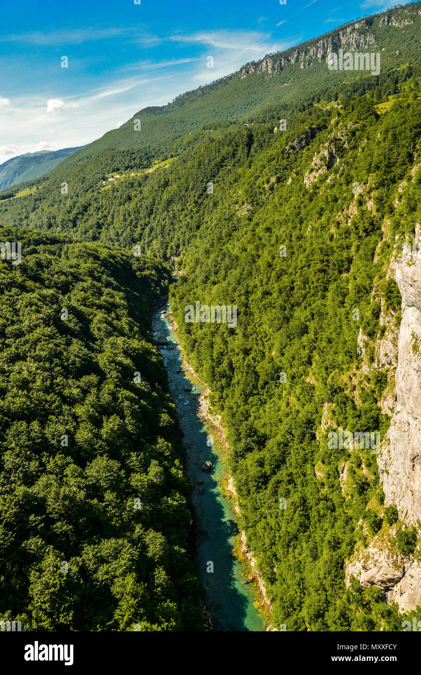 Mountain river Tara and forest in Montenegro. View from Durdevica arc bridge. Stock Photo