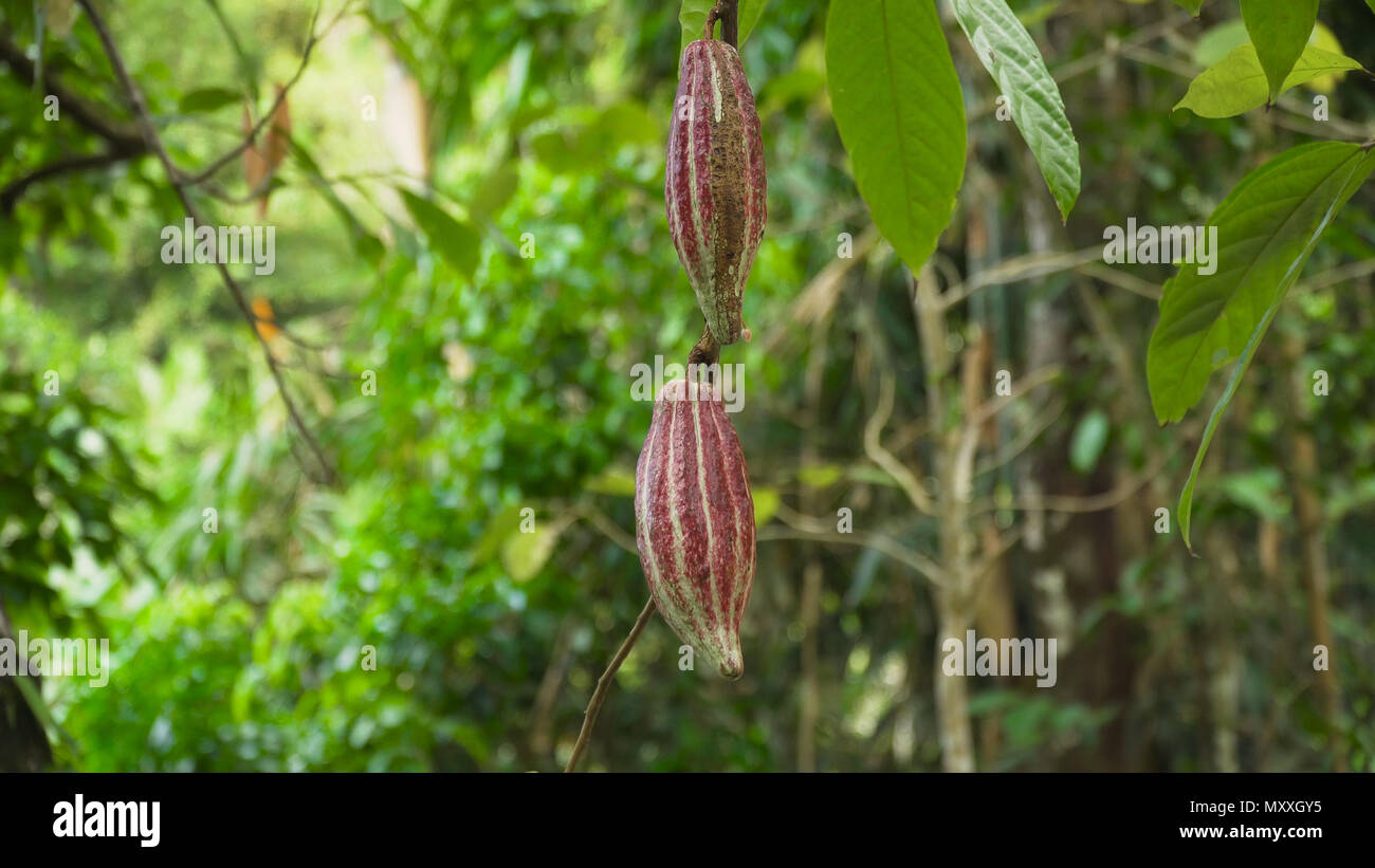 Cocoa pod fruit hang on tree branch. Cacao farm plantation close up on