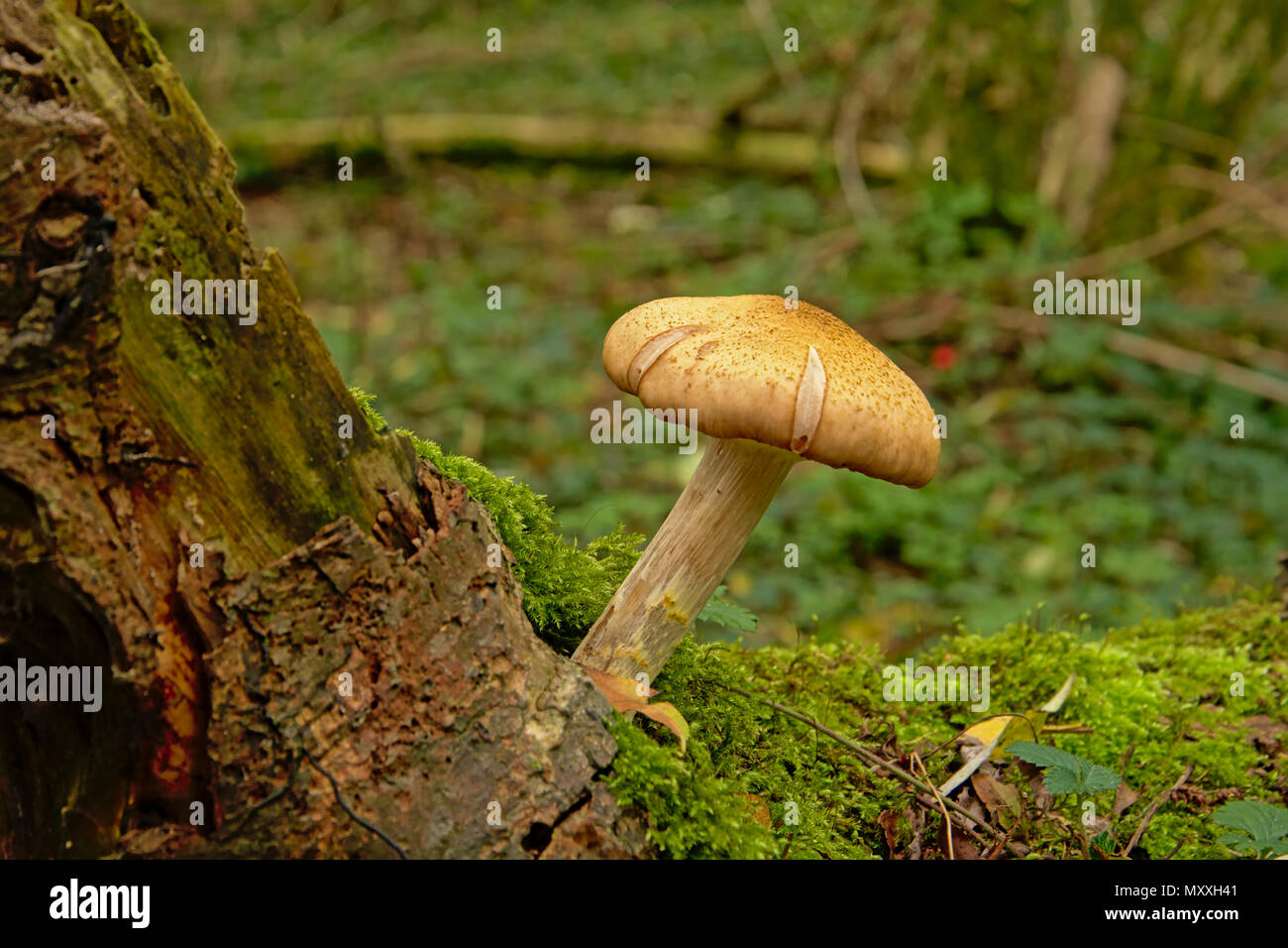 Wild forest mushroom and moss on a tree trunk in the woods, selective focus Stock Photo
