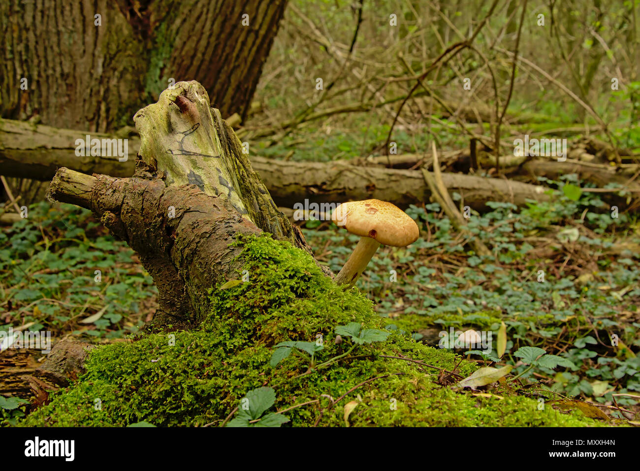 Wild forest mushroom and moss on a tree trunk in the woods, selective focus Stock Photo