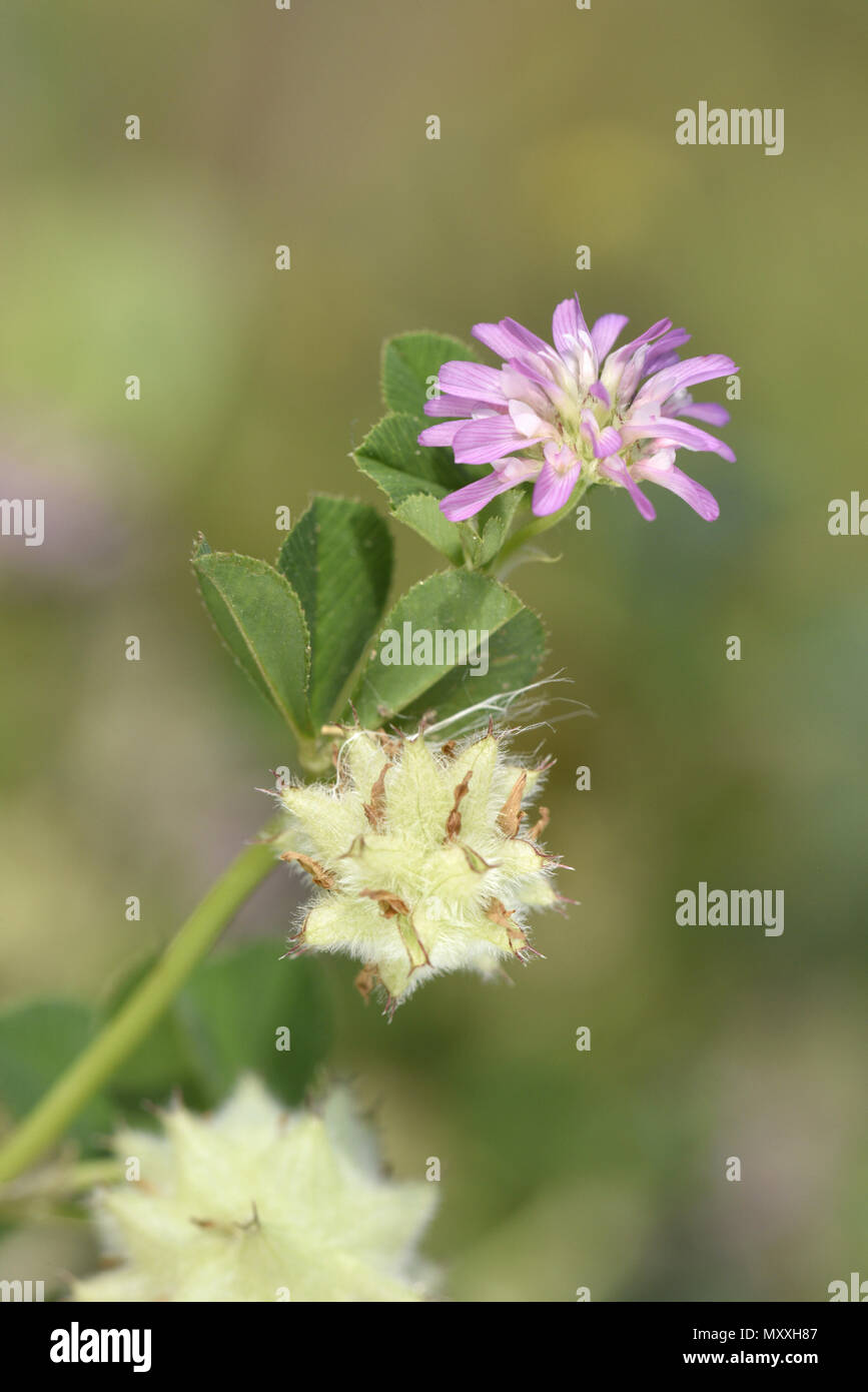 Reversed Clover - Trifolium resupinatum Stock Photo