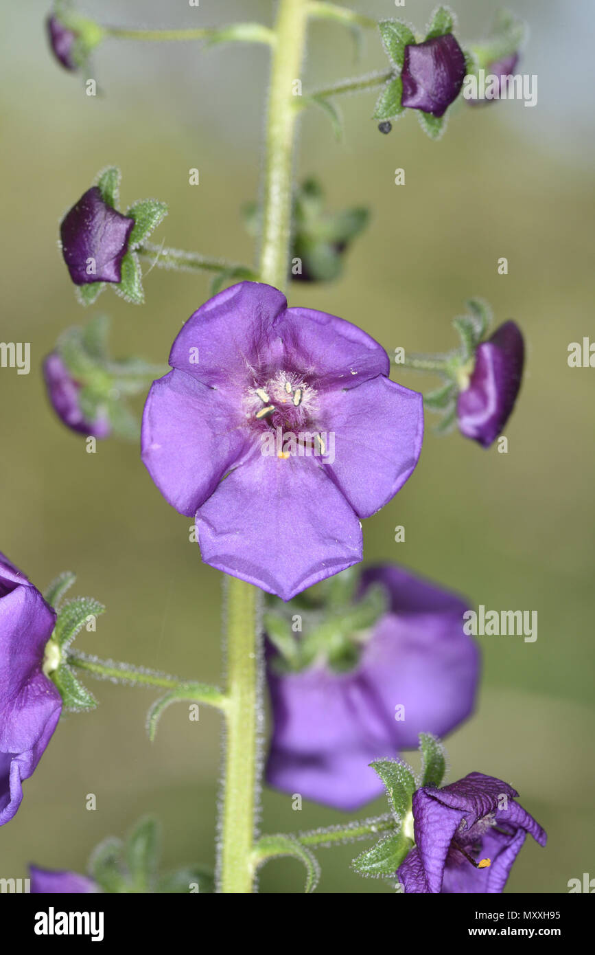 Purple Mullein - Verbascum phoenicium Stock Photo