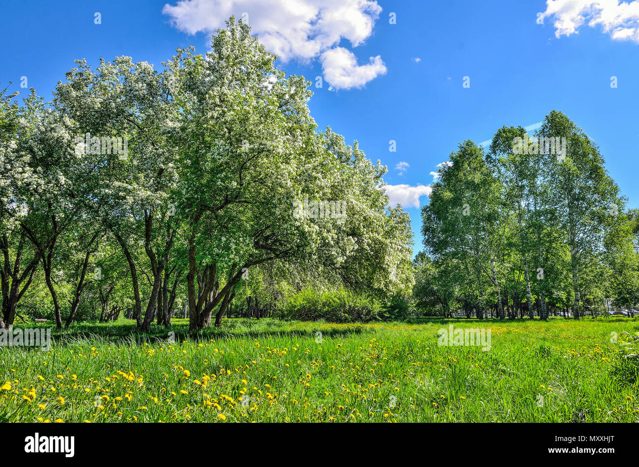 Spring flowering of apple and cherry trees in a city park on a bright sunny day. The  green lawn under the blossoming branches is covered with vivid g Stock Photo