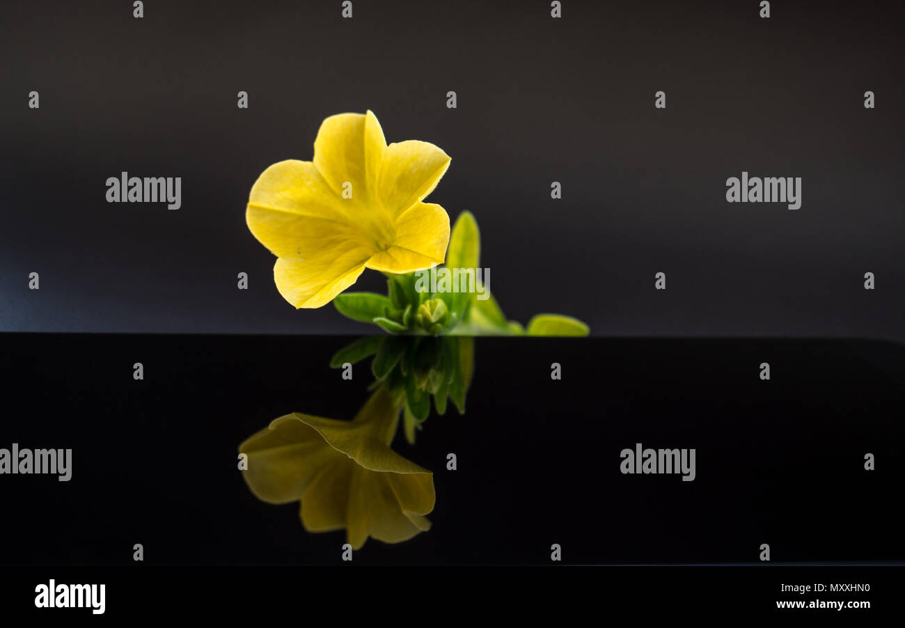 New hd yellow flower hi-res stock photography and images - Alamy