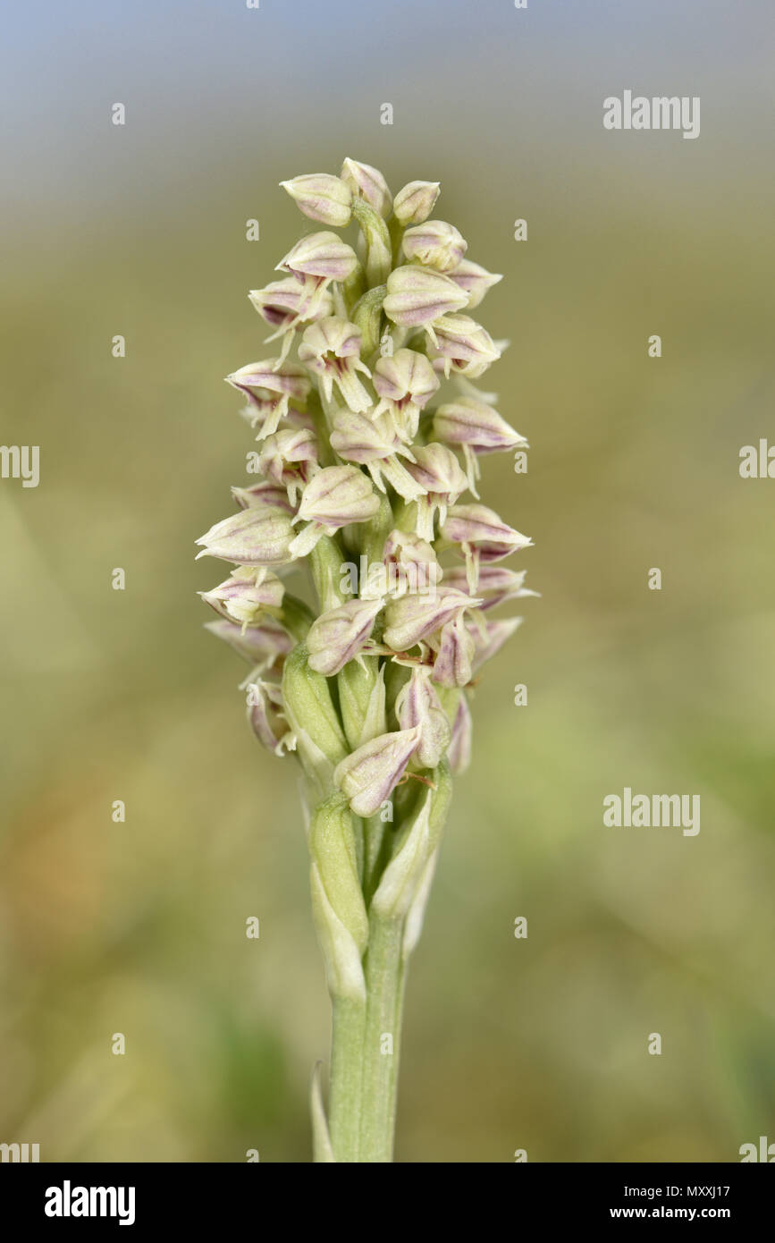 Dense-flowered Orchid - Neotinea maculata Stock Photo