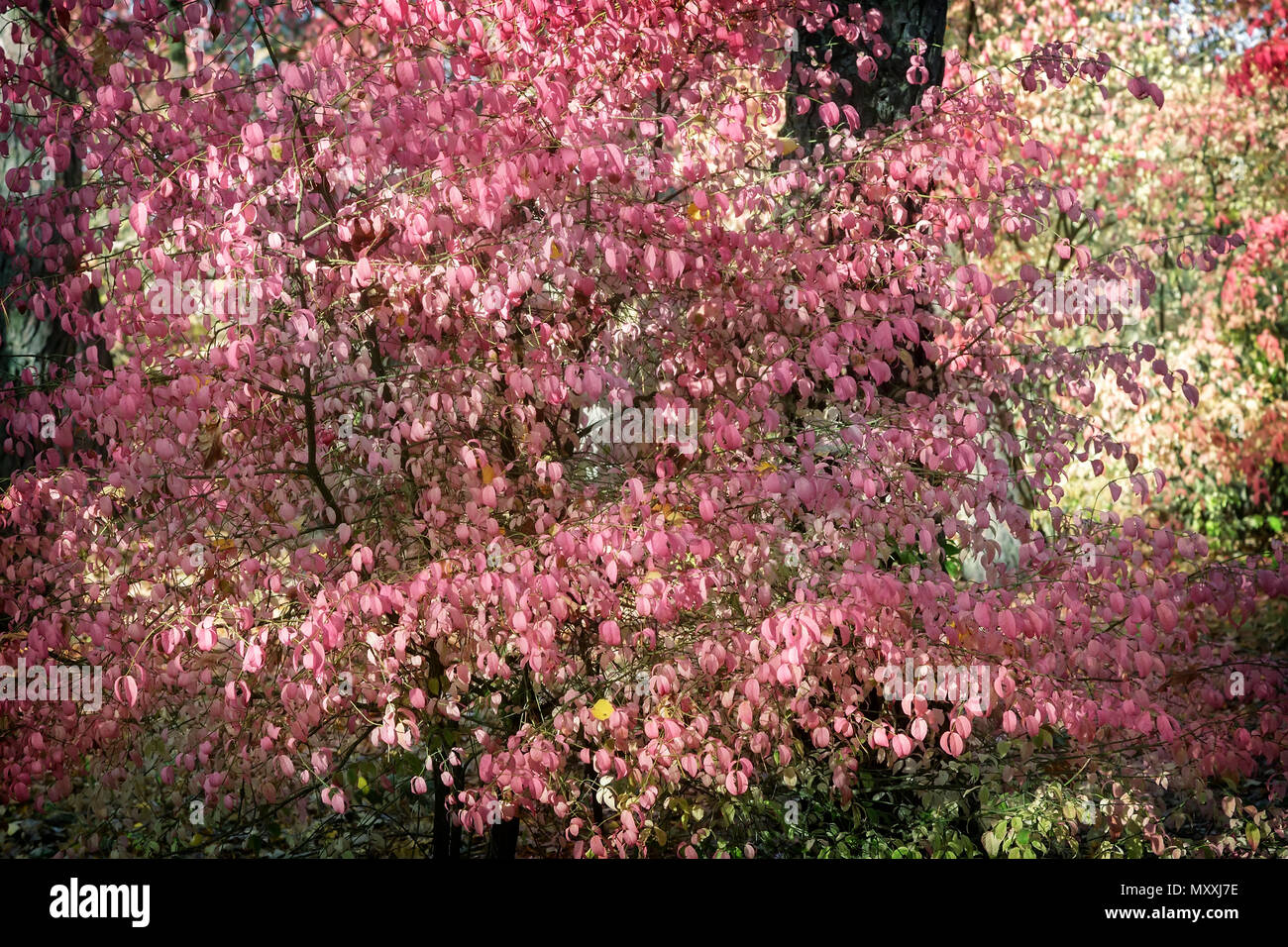 Autumn landscape: large shrub of the spindle tree with bright pink leaves in the autumn forest. Stock Photo