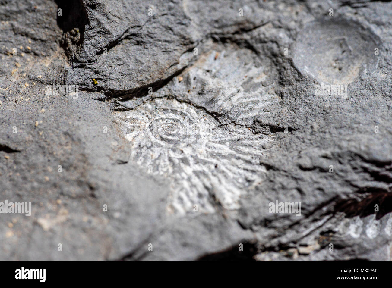Closeup of a trace fossil of ammonite (Ammonoidea) found on clay at Kimmeridge Bay, Dorset, England, UK Stock Photo