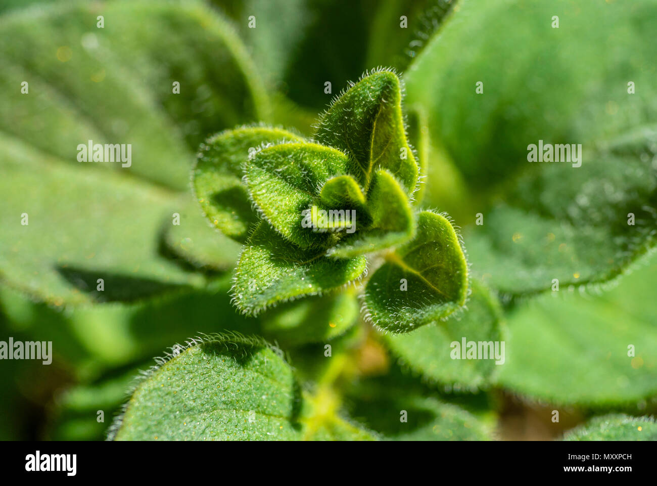 Closeup/ macro of green young Oregano (Origanum vulgare) leaves Stock Photo