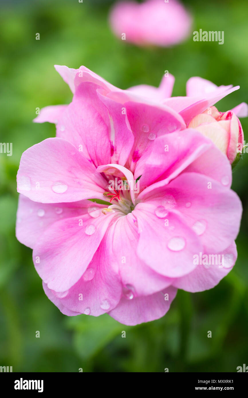 Pelargonium 'Grandeur Ivy Pink' Ivy Geranium Grandeur series Stock Photo