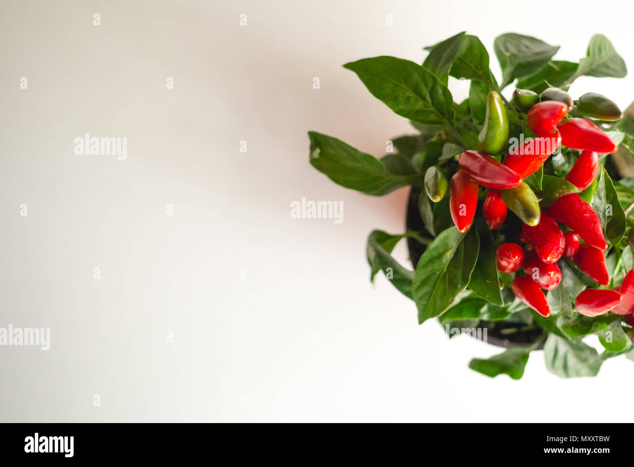 Top view of a red chilli peppers plant on a white background. Landscape